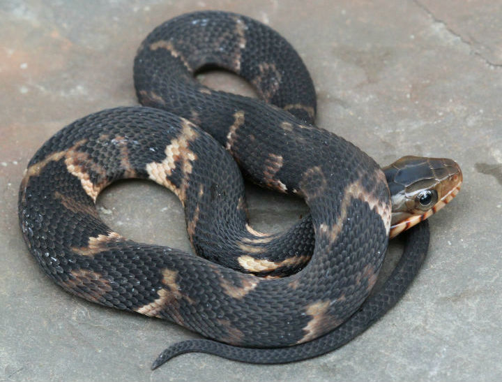 Broadbanded Water Snake